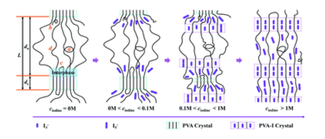 Graphical abstract:Network structure of swollen iodine-doped poly(vinyl alcohol) amorphous domain as characterized by low field NMR